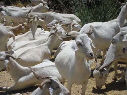 Cabras