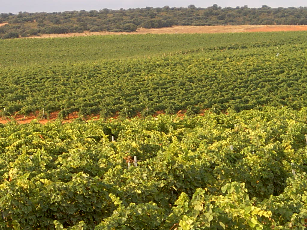 Reestructuración de viñedos