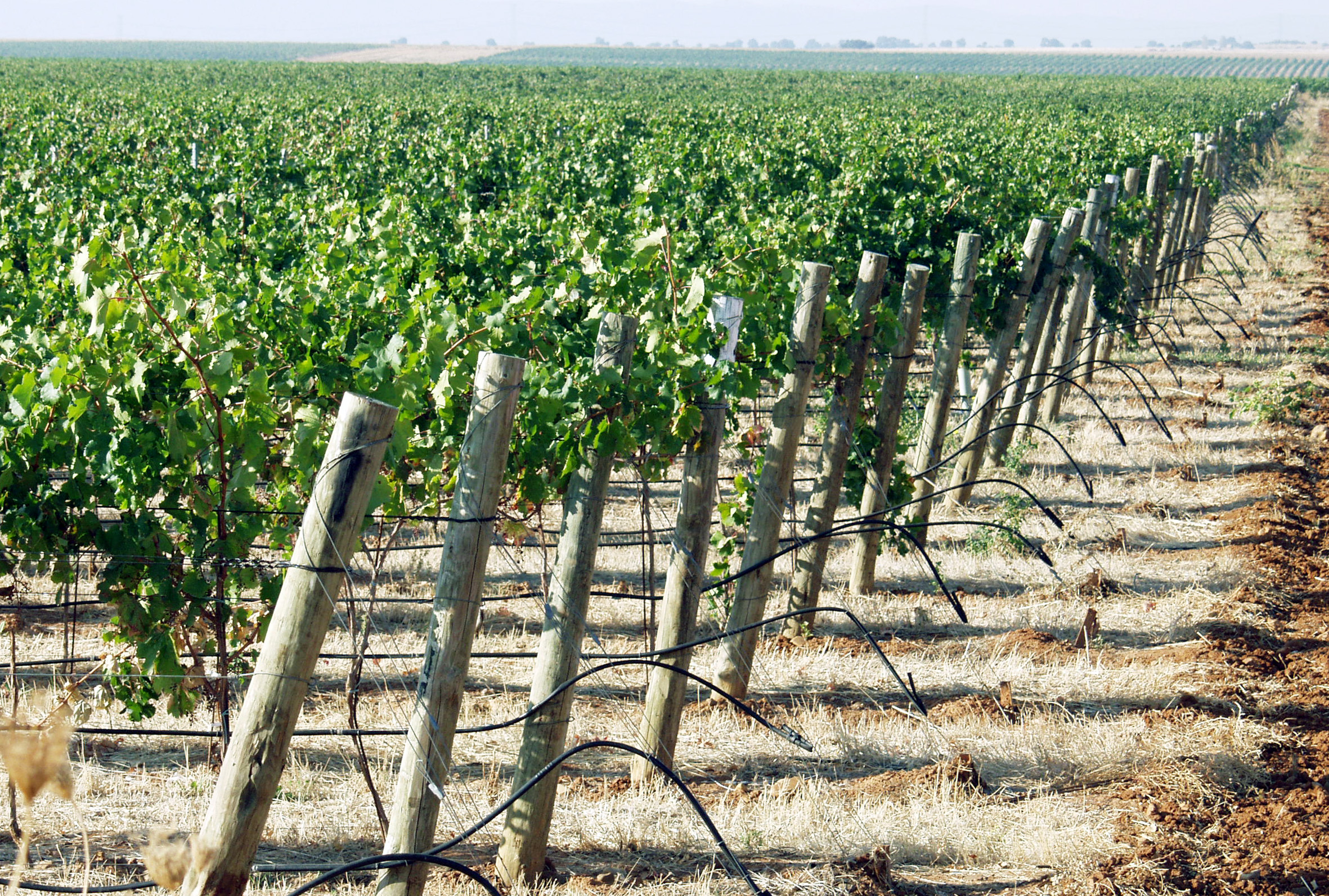 Viñedos