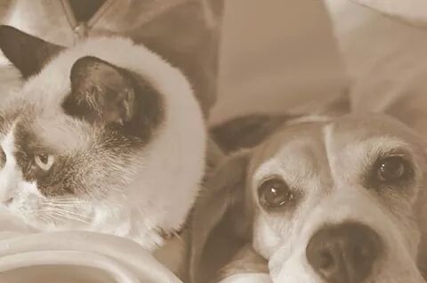 Gato y perro
