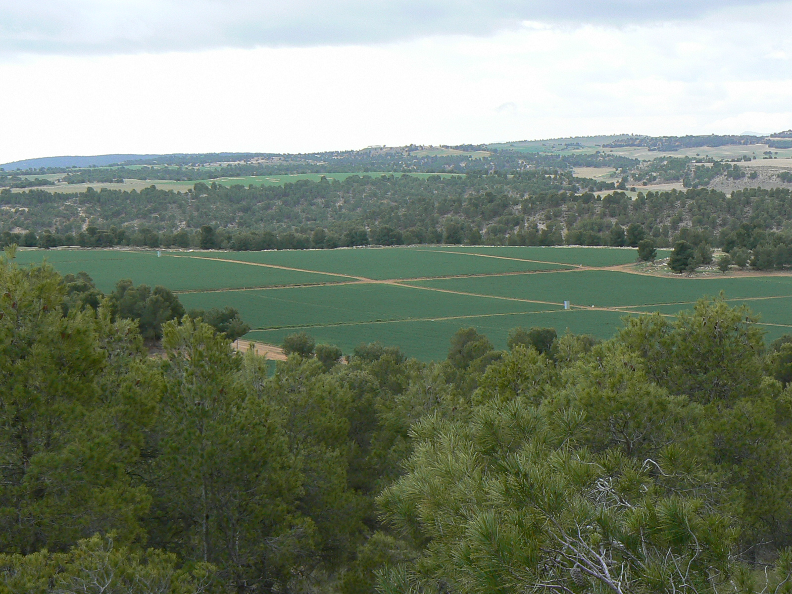 Campo verde