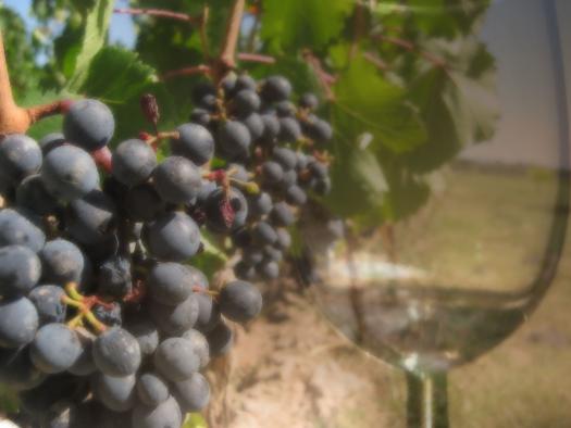 Uvas